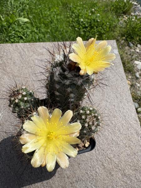 Copiapoa humilis